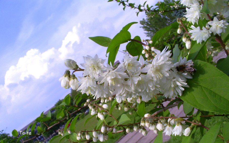 Дейция медонос