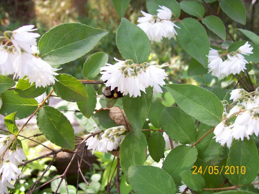 Дейция Кодселл Пинк