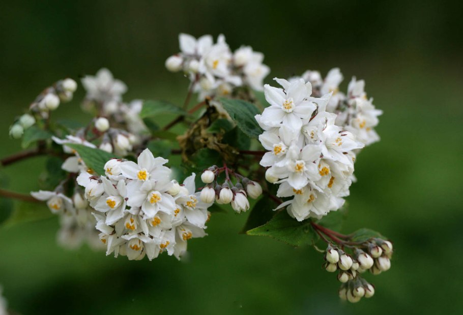 Дейция Амурская, шершавая