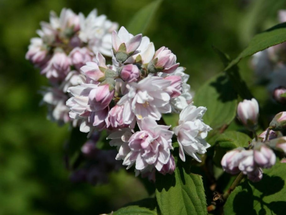 Дейция Никко (Nikko)