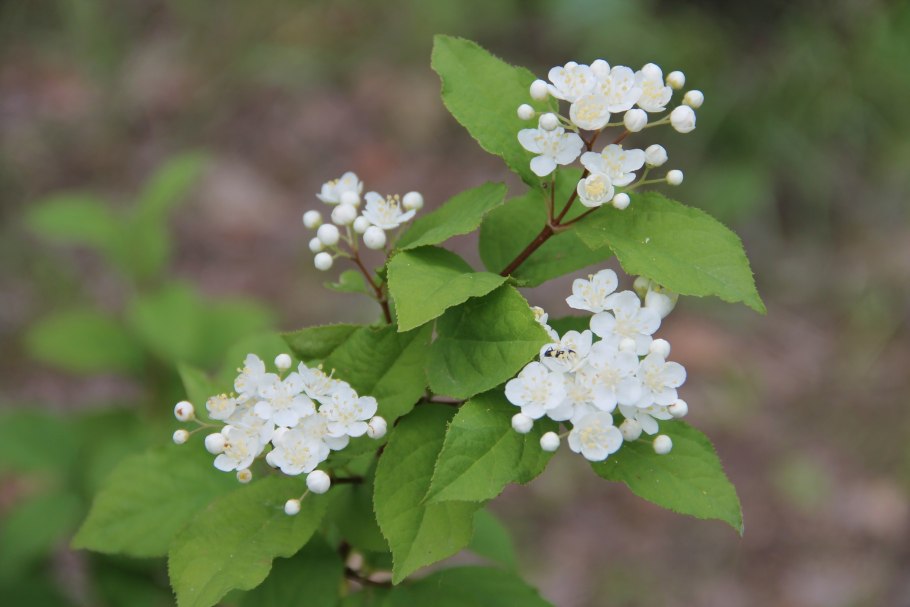 Дейция кальмиецветковая Калмифлора