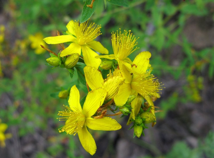 Зверобой чашечковидный