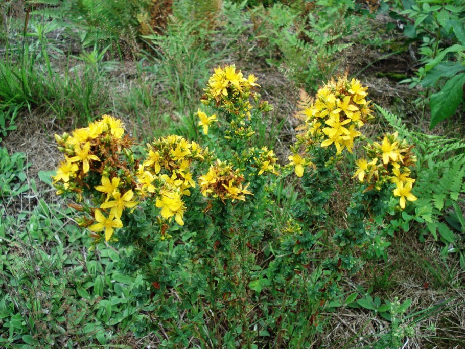 Зверобой трёхграннолистный