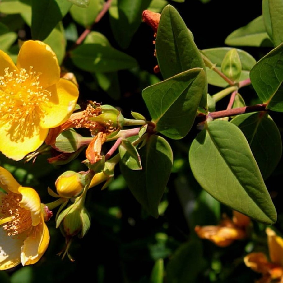 Зверобой монетчатый