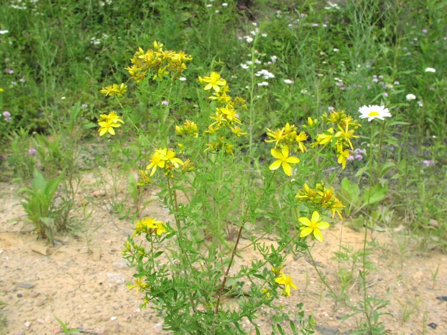 Зверобой Крымский трава