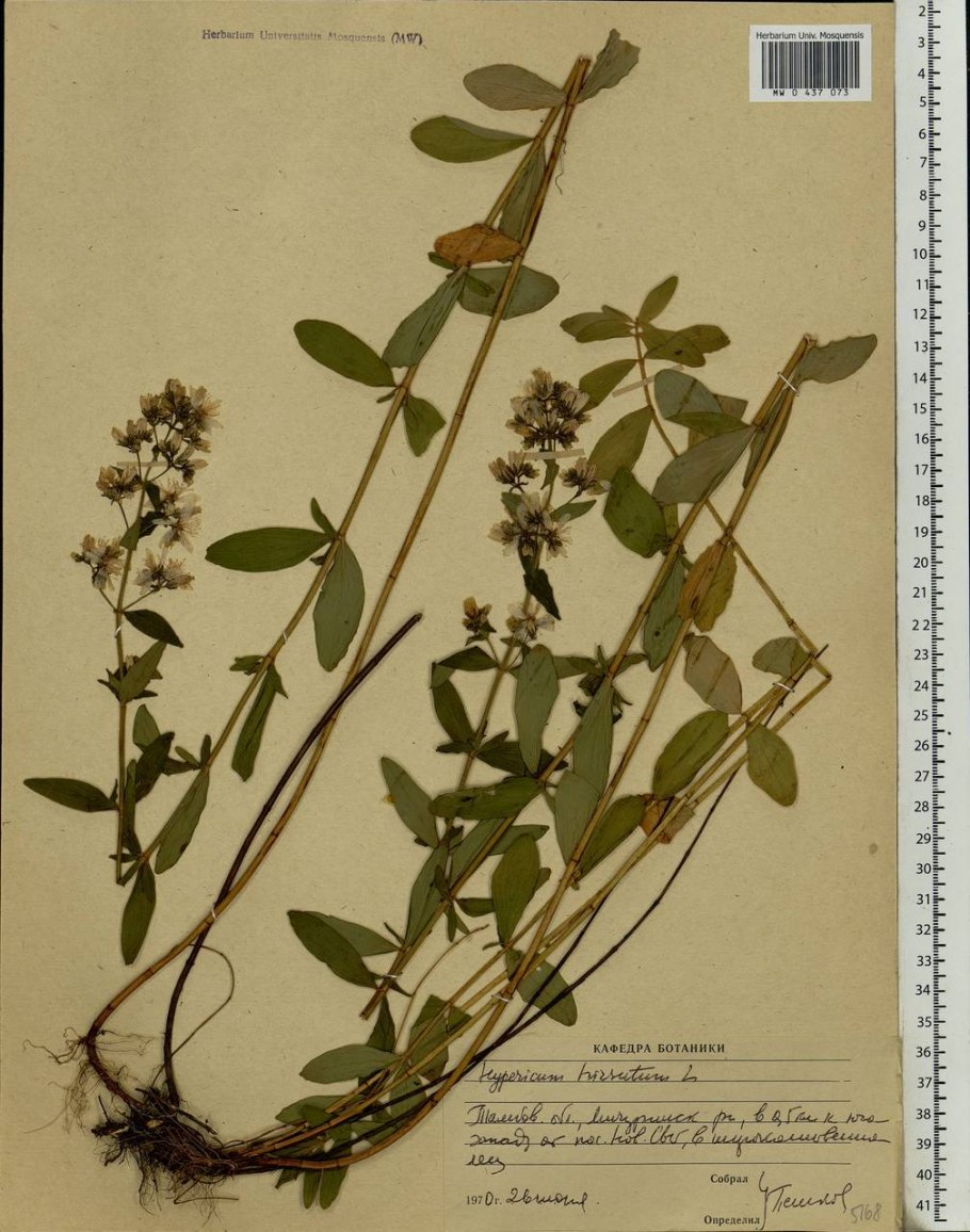 Hypericum perforatum половые типы растений