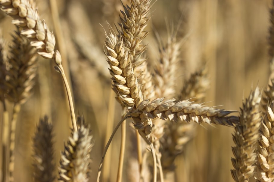 Emmer Wheat
