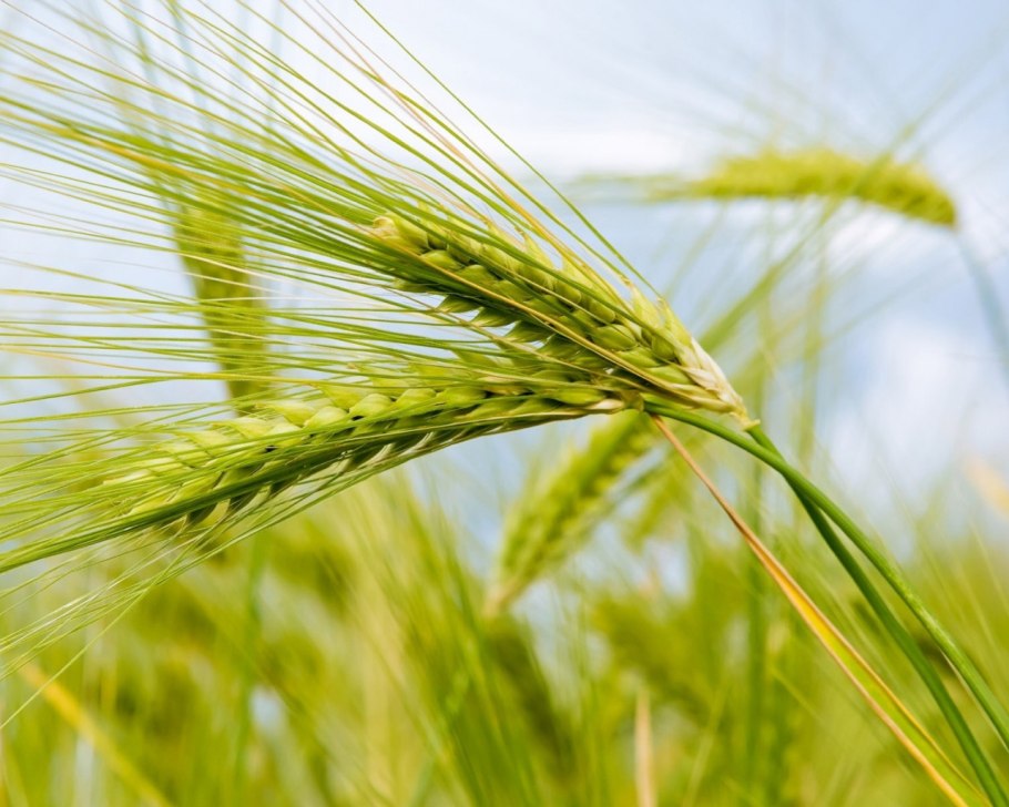 Пшеничные поля Нефтекумья