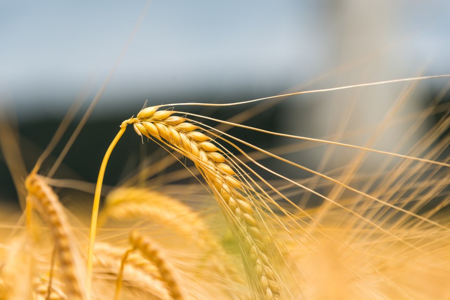 Пшеничный колосок