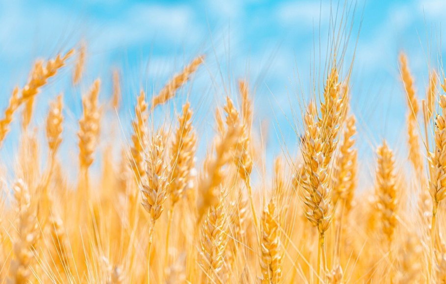 Озимая рожь Колос