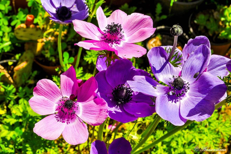 Анемон ветреница