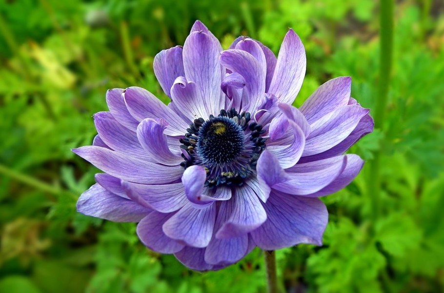 Анемона корончатая Сильфида