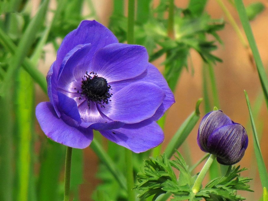 Анемона корончатая де Каен