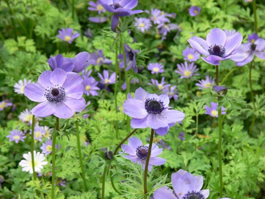 Anemone coronaria - ве́треница коро́нчатая.