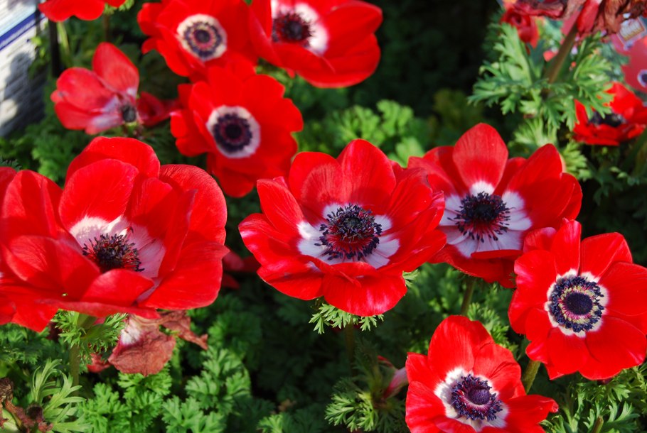 Ветреница корончатая (Anemone coronaria)