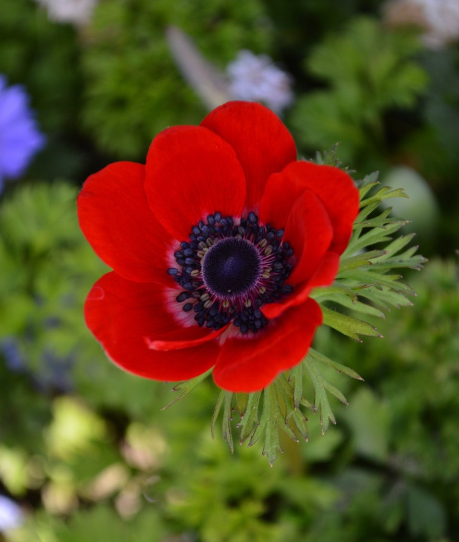 Анемона корончатая «Mr.Fokker»