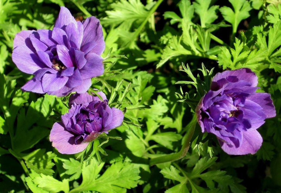 Анемона ветреница голубая