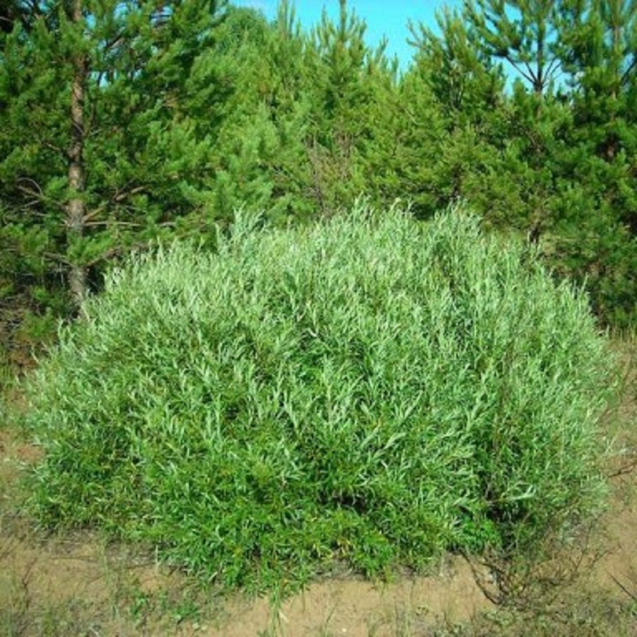 Ива Salix rosmarinifolia