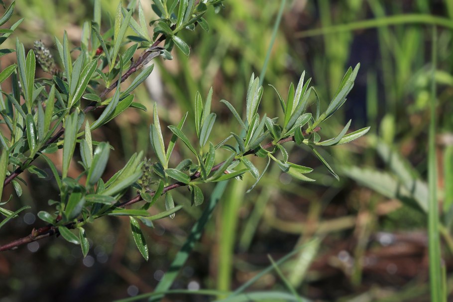 Ива розмаринолистная - Salix rosmarinifolia l.