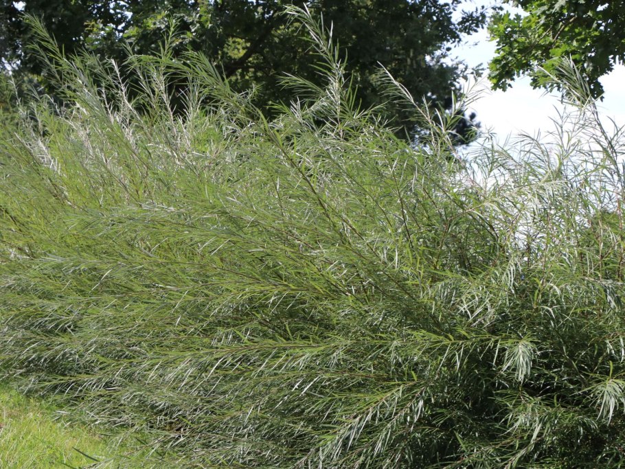 Ива Salix rosmarinifolia