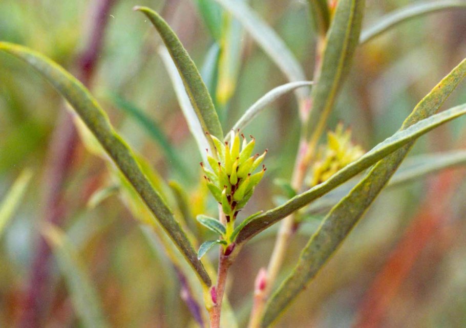 Ива Salix rosmarinifolia