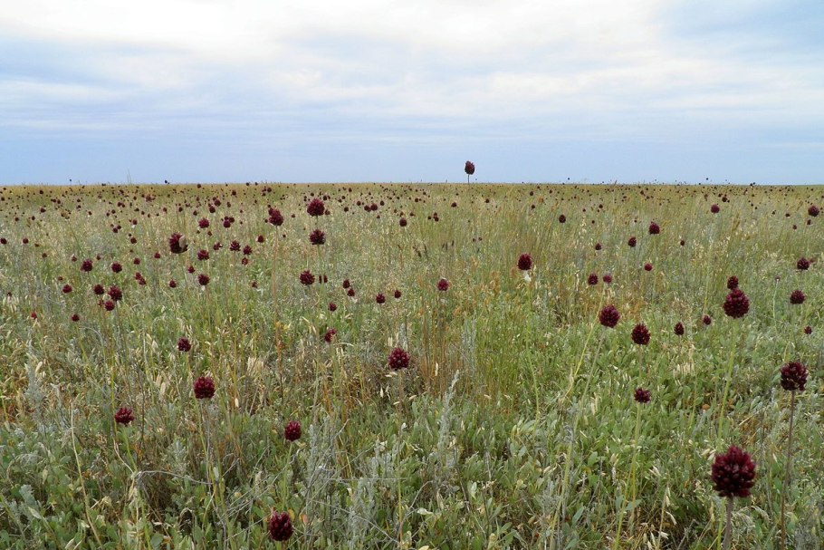 Лук регелевский (Allium regelianum),
