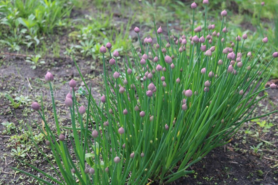 Аллиум шнитт