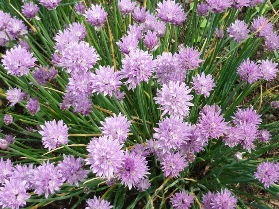 Декоративный лук на картинах художников