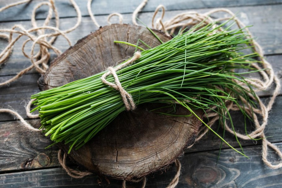 Лук прямой Allium strictum гербарий