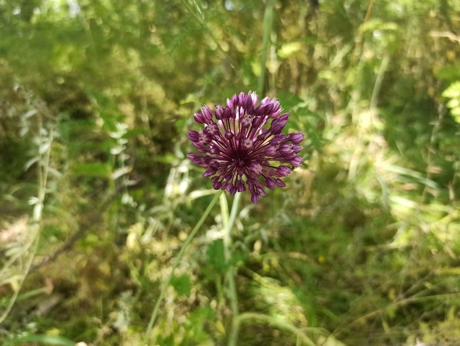 Лук шнитт (лук скорода)