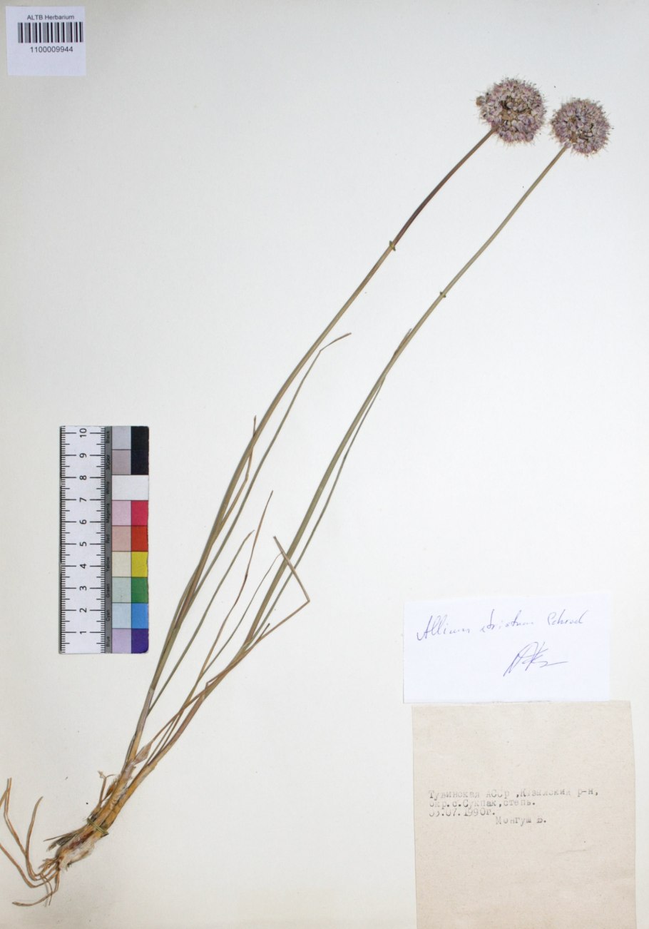 Аллиум шнитт