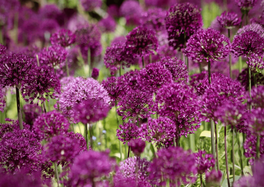 Лук душистый (Allium tuberosum)