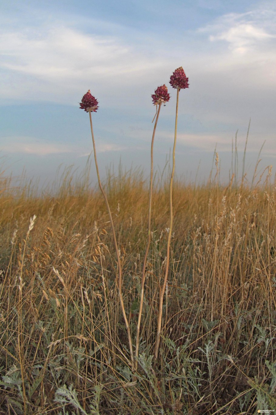 Лук регелевский (Allium regelianum),