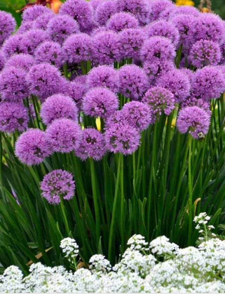 Аллиум (Allium) giganteum