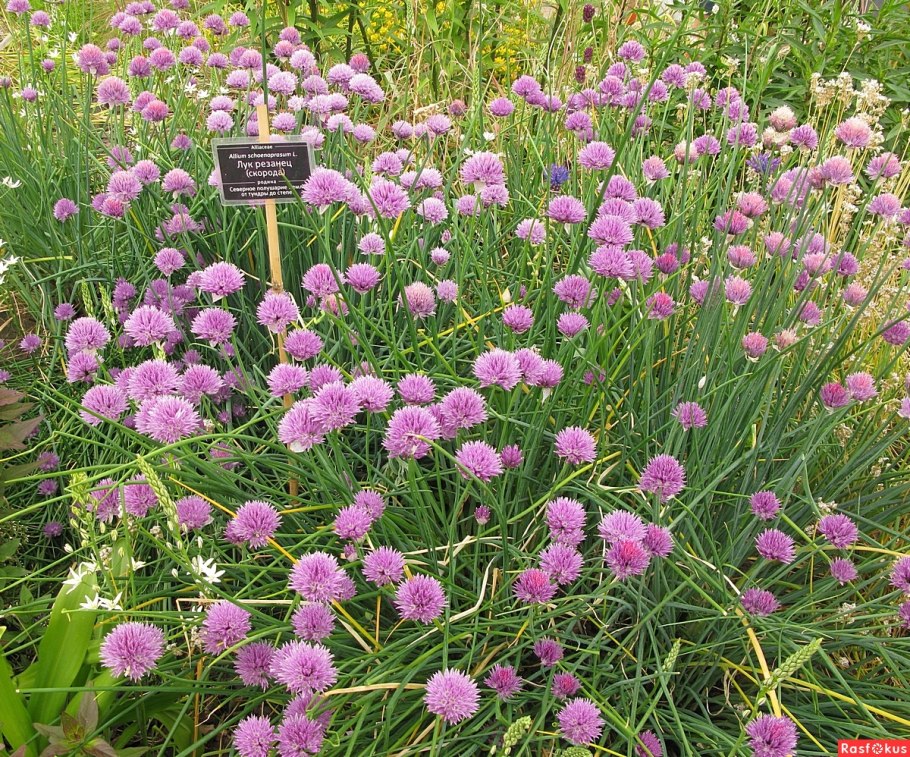 Allium Cyrilli
