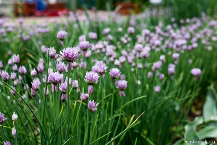 Лук батун многоярусный