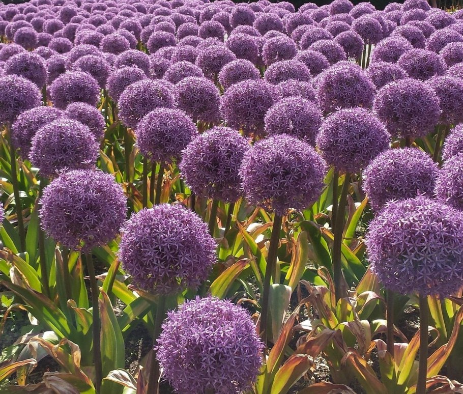 Лук шнитт медонос