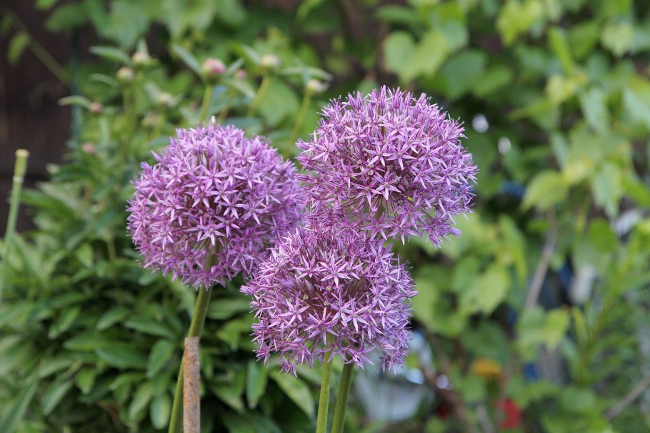 Allium pumilum
