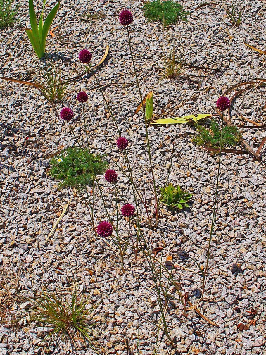 Лук шнитт (лук скорода)