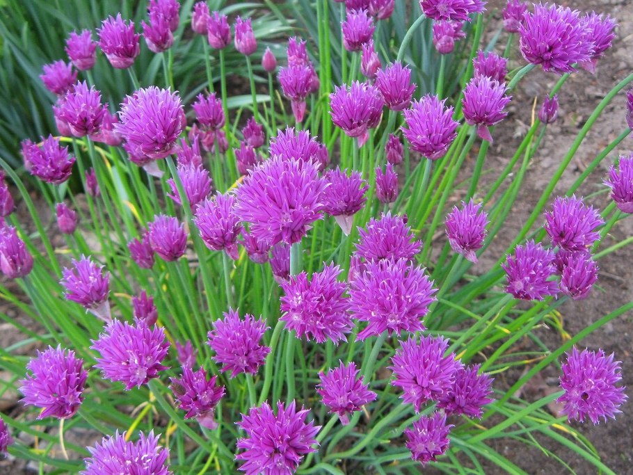Лук Круглоголовый Allium sphaerocephalon