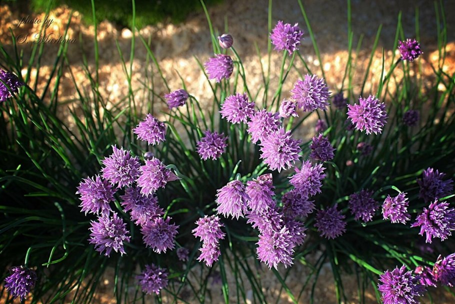 Stipitatum аллиум