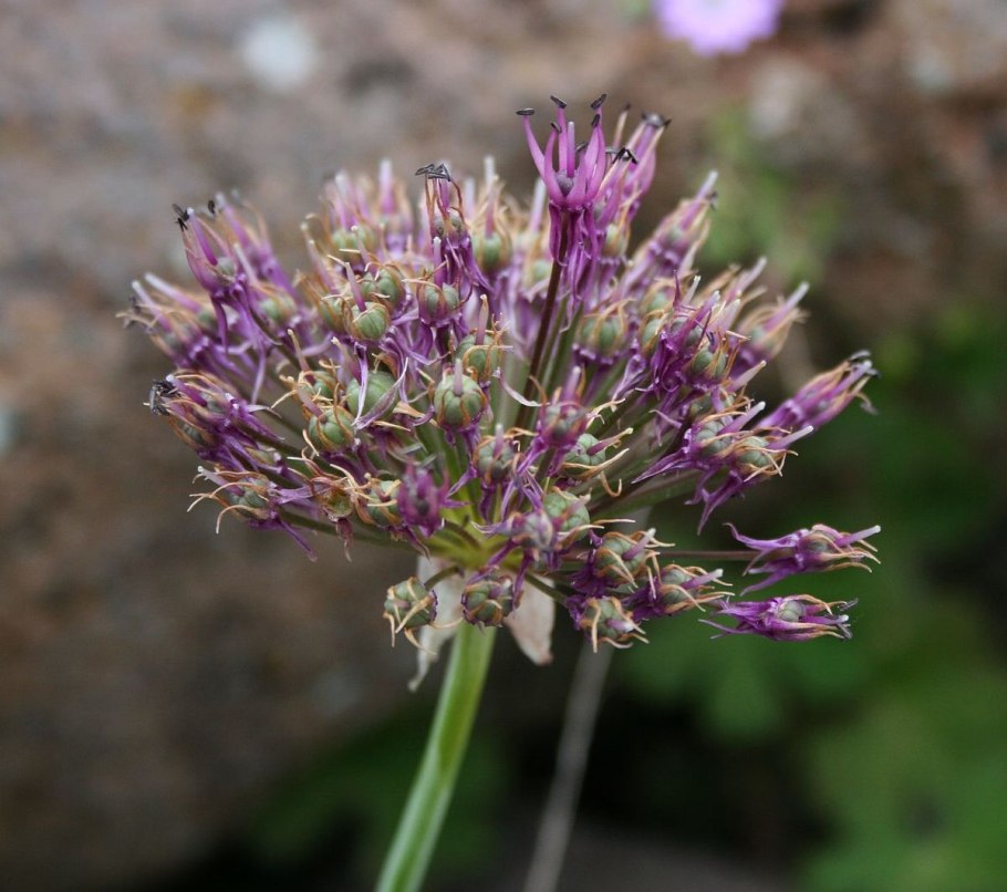 Лук торчащий Allium strictum