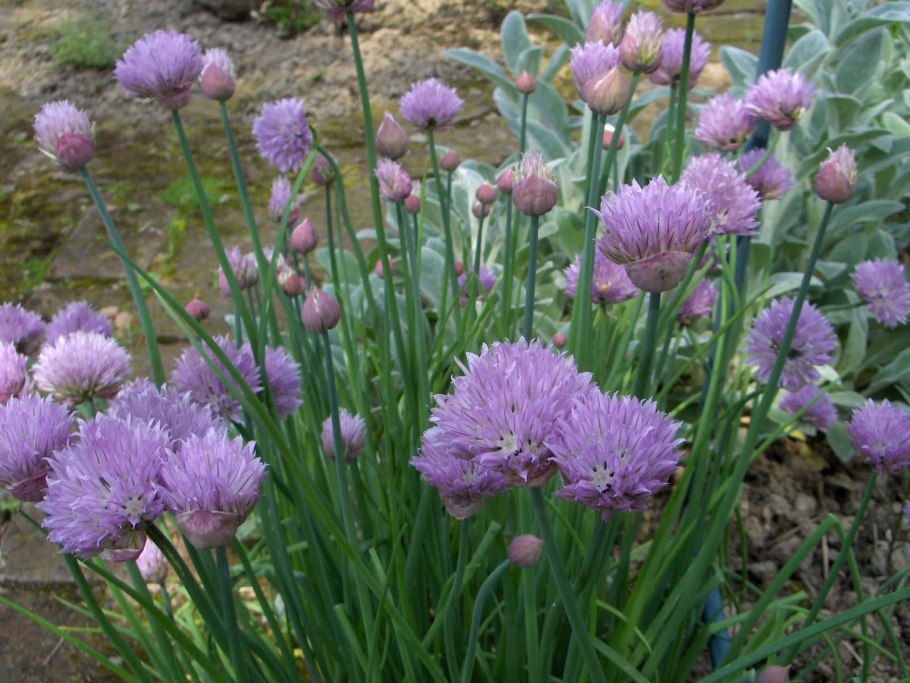 Аллиум Гладиатор растение