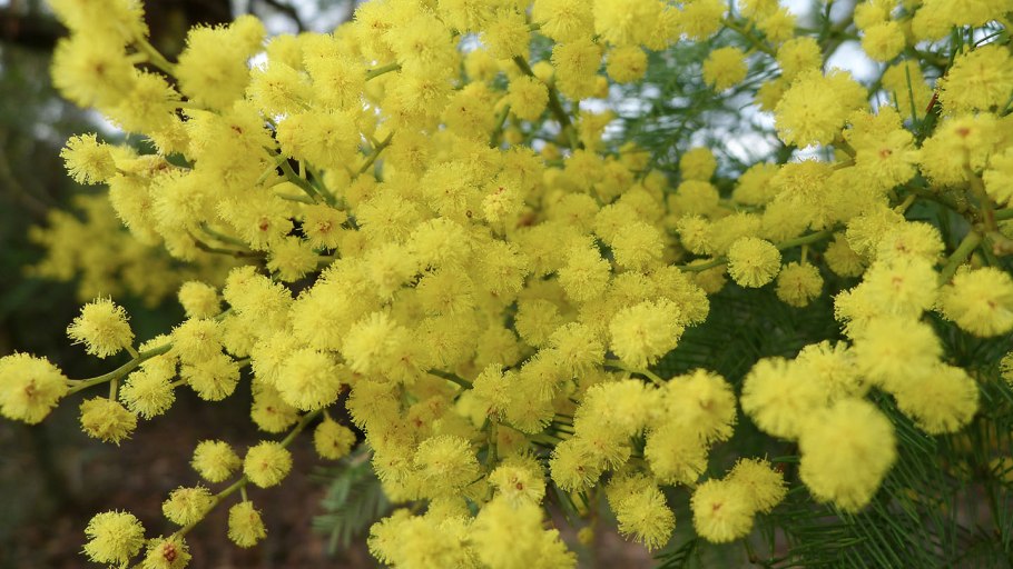 Мимоза хамбуриана