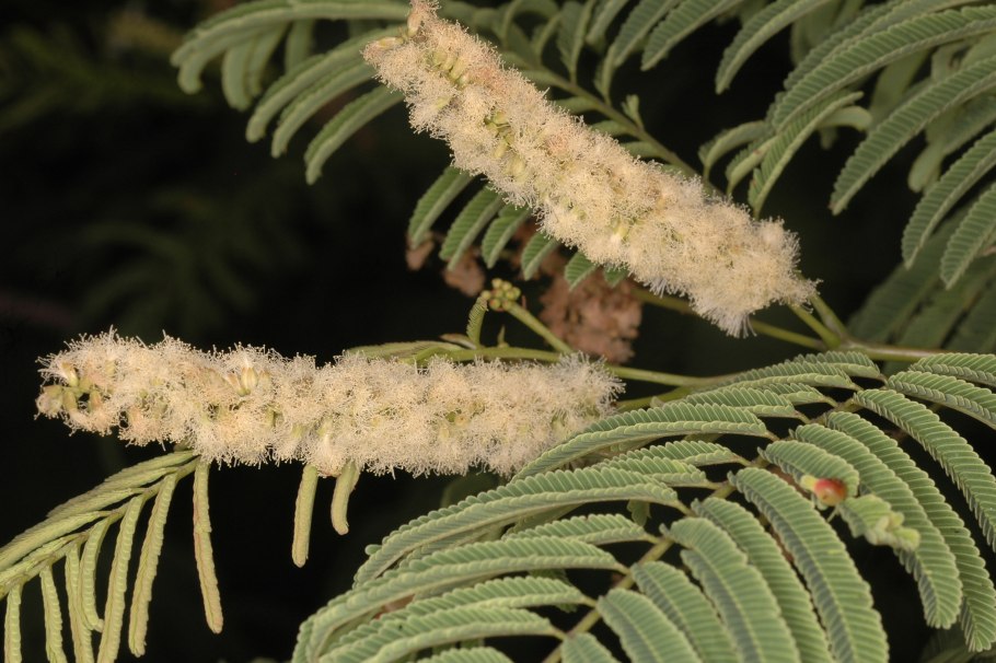 Акация колючая Acacia victoriae