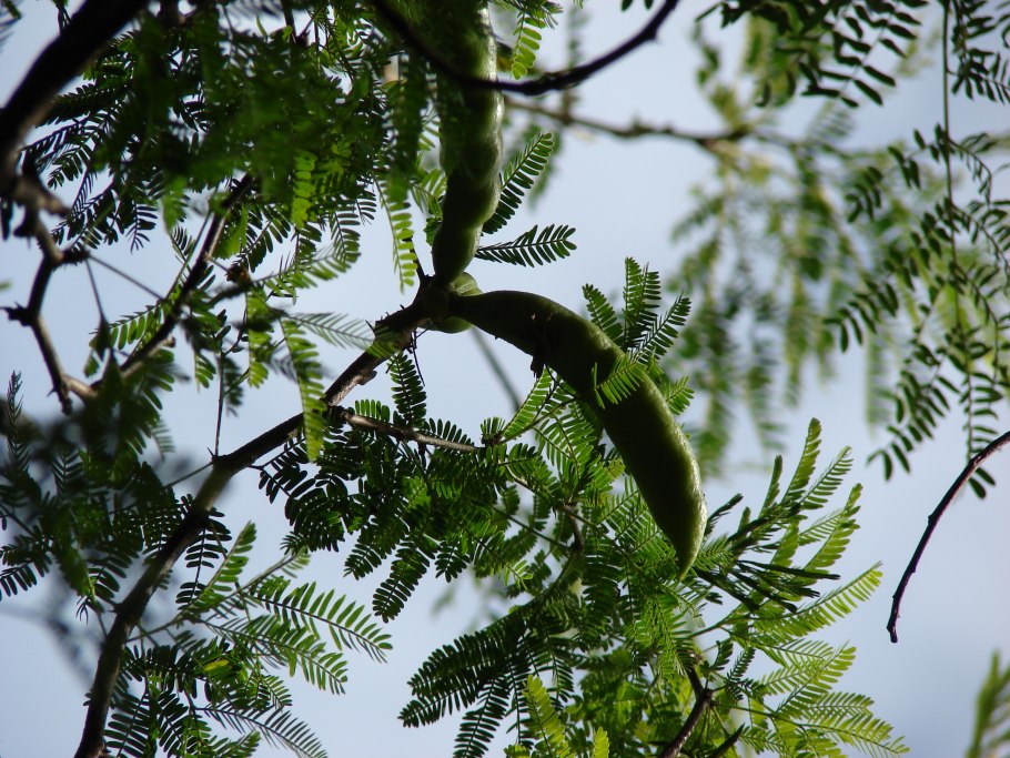 Акация Фарнеза (Acacia Farnesiana).