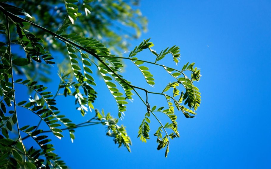 Акация Дальневосточная