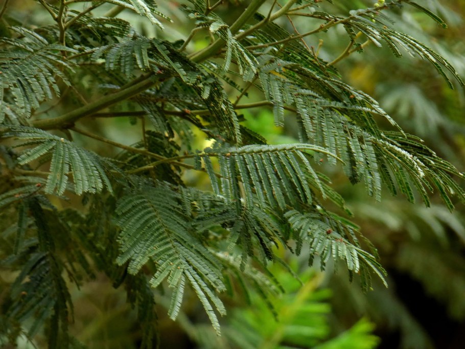 Акация Нильская