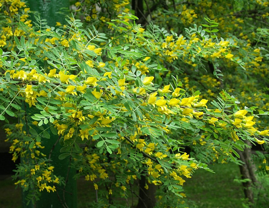 Acacia decurrens