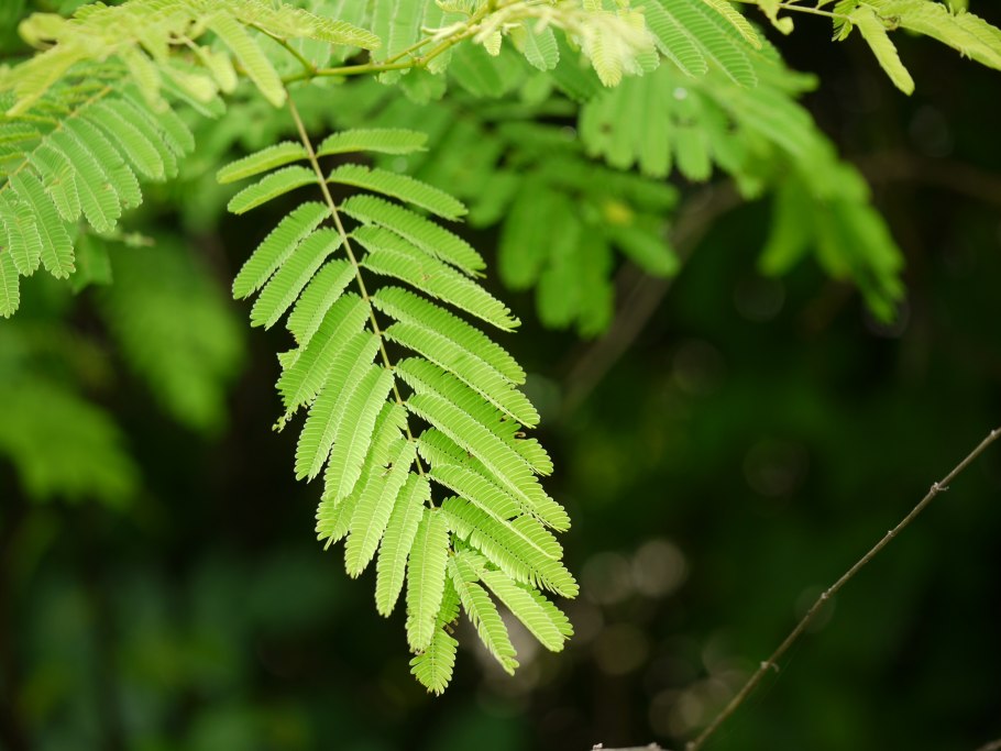 Черной акации катеху,